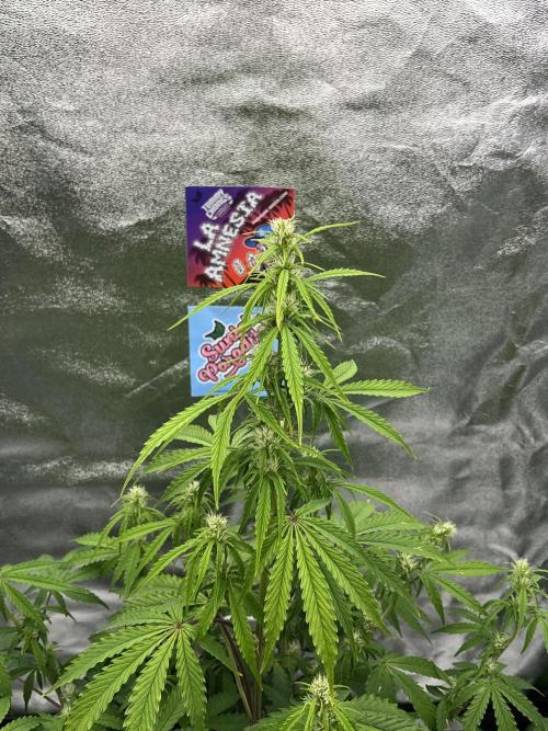 Royal AK A x Tropicana cookies purple A. Week 6 - #1 - Day 41 , Day 21 of flower 