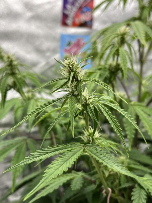 Royal AK A x Tropicana cookies purple A. Week 6 - #1 - Day 41 , Day 21 of flower 