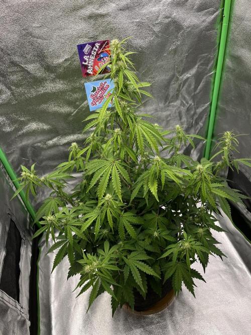 Royal AK A x Tropicana cookies purple A. Week 6 - #1 - Day 41 , Day 21 of flower 