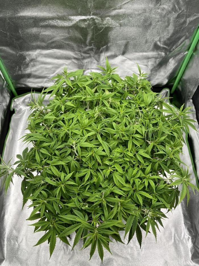 Ak 47 x Hindu Kush F1. Week 8 - First day of bloom 