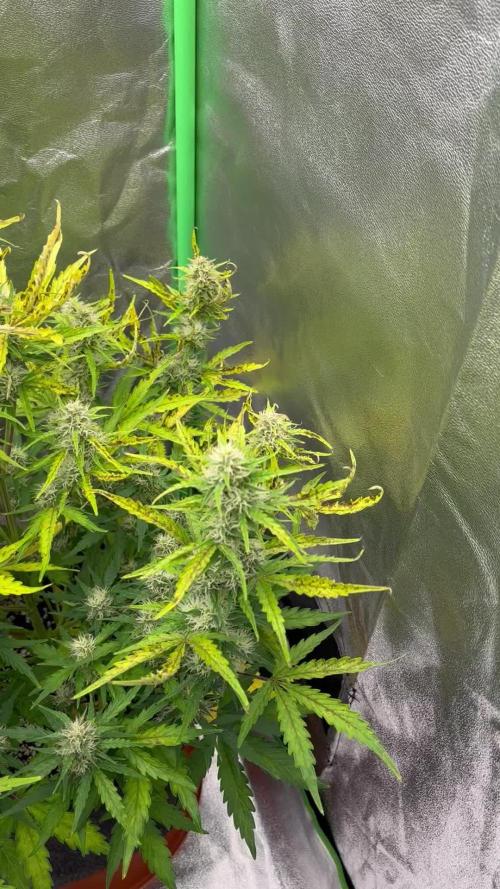 Royal AK A x Tropicana cookies purple A