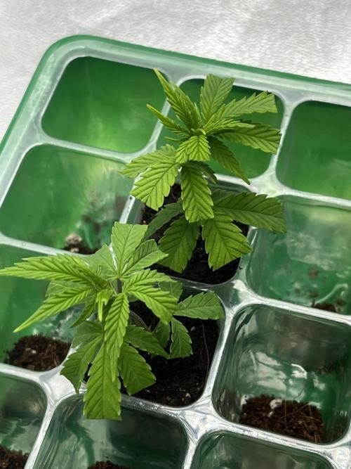 Ak 47 x HDK F1 Clones. Week 1 - Ak 47 x Hindu Kush F1 Cuttings 