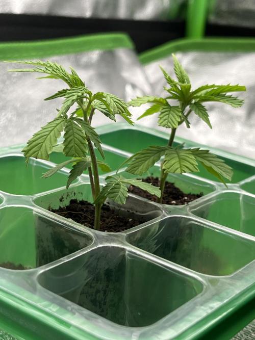Ak 47 x HDK F1 Clones. Week 1 - Ak 47 x Hindu Kush F1 Cuttings 