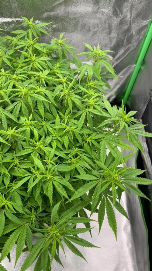 Ak 47 x Hindu Kush F1