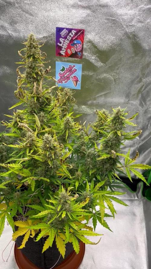 Royal AK A x Tropicana cookies purple A
