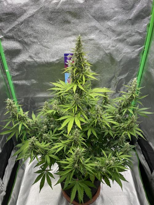 Royal AK A x Tropicana cookies purple A. Week 8 - #1 - Day 59 | Day 40 of bloom 