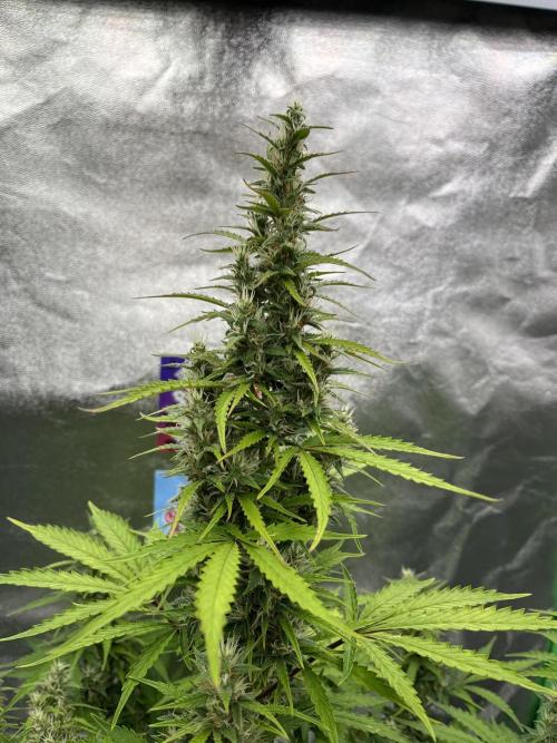 Royal AK A x Tropicana cookies purple A. Week 8 - #1 - Day 59 | Day 40 of bloom 