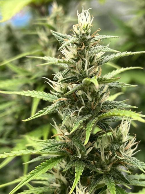 Royal AK A x Tropicana cookies purple A. Week 8 - #1 - Day 59 | Day 40 of bloom 