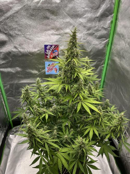Royal AK A x Tropicana cookies purple A. Week 8 - #1 - Day 59 | Day 40 of bloom 