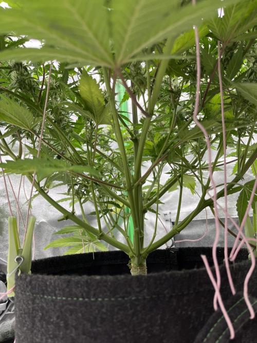 Royal AK A x Tropicana cookies purple A. Week 8 - #1 - Day 59 | Day 40 of bloom 