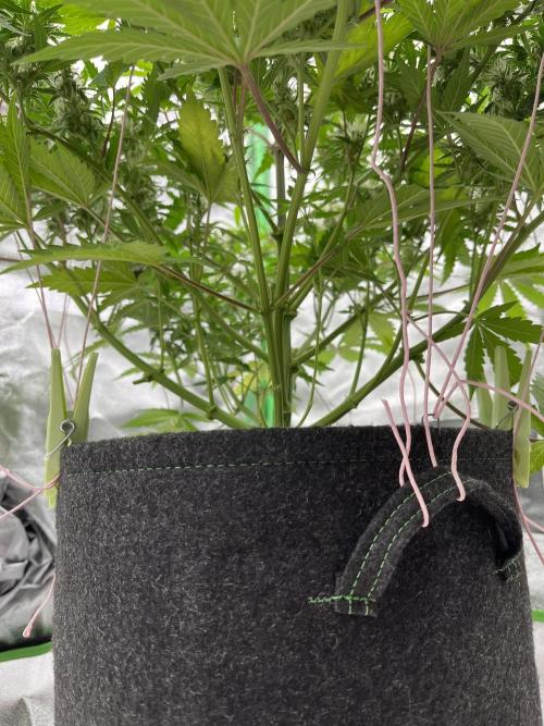 Royal AK A x Tropicana cookies purple A. Week 8 - #1 - Day 59 | Day 40 of bloom 