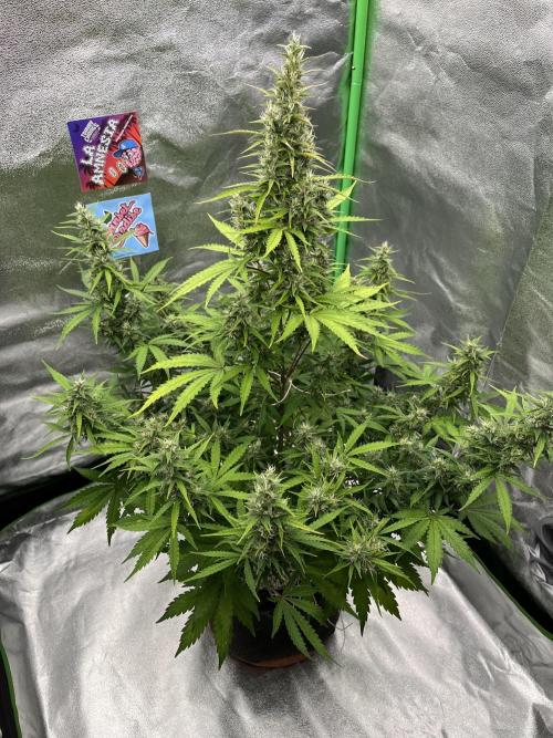 Royal AK A x Tropicana cookies purple A. Week 8 - #1 - Day 59 | Day 40 of bloom 