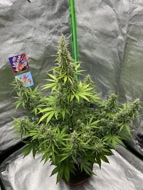 Royal AK A x Tropicana cookies purple A. Week 8 - #1 - Day 59 | Day 40 of bloom 