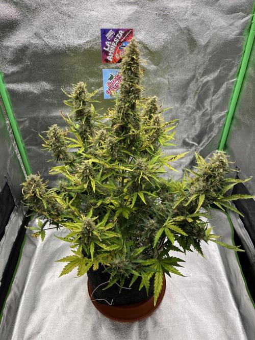 Royal AK A x Tropicana cookies purple A. Week 8 - #2 - Day 58 | Day 39 of bloom