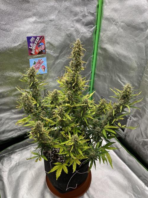 Royal AK A x Tropicana cookies purple A. Week 8 - #2 - Day 58 | Day 39 of bloom
