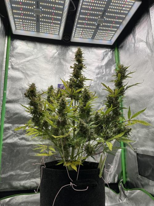 Royal AK A x Tropicana cookies purple A. Week 8 - #2 - Day 58 | Day 39 of bloom