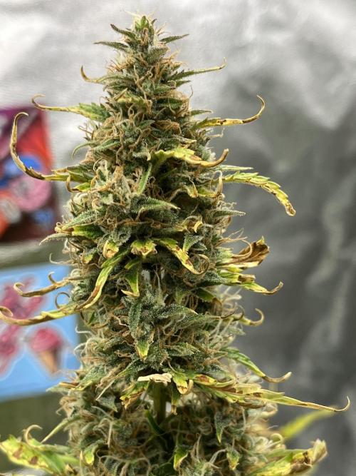 Royal AK A x Tropicana cookies purple A. Week 8 - #2 - Day 58 | Day 39 of bloom