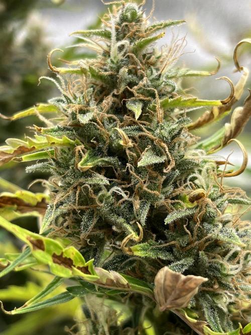 Royal AK A x Tropicana cookies purple A. Week 8 - #2 - Day 58 | Day 39 of bloom