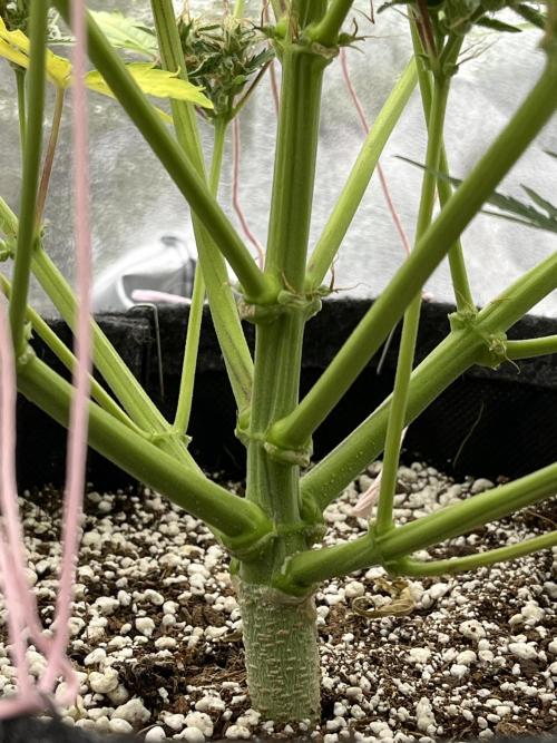 Royal AK A x Tropicana cookies purple A. Week 8 - #2 - Day 58 | Day 39 of bloom