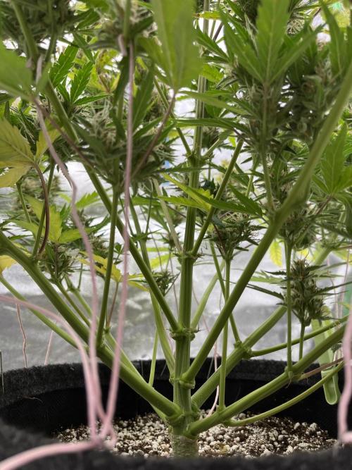 Royal AK A x Tropicana cookies purple A. Week 8 - #2 - Day 58 | Day 39 of bloom