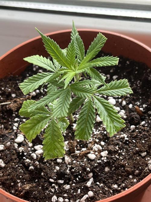 Ak 47 x HDK F1 Clones. Week 1 - Ak 47 x Hindu Kush F1 #1