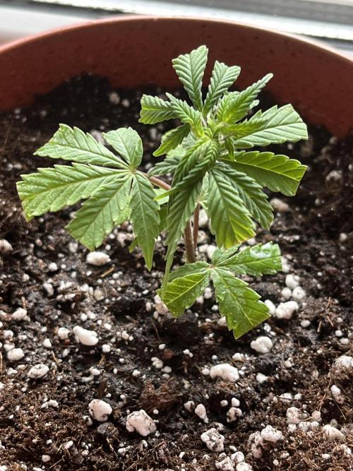 Ak 47 x HDK F1 Clones. Week 1 - Ak 47 x Hindu Kush F1 #2 