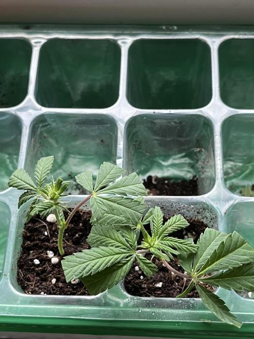 Ak 47 x HDK F1 Clones. Week 1 - Ak 47 x Hindu Kush F1 Cuttings ; Batch Nr. 2 