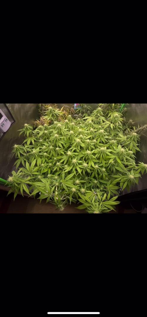 Ak 47 x Hindu Kush F1