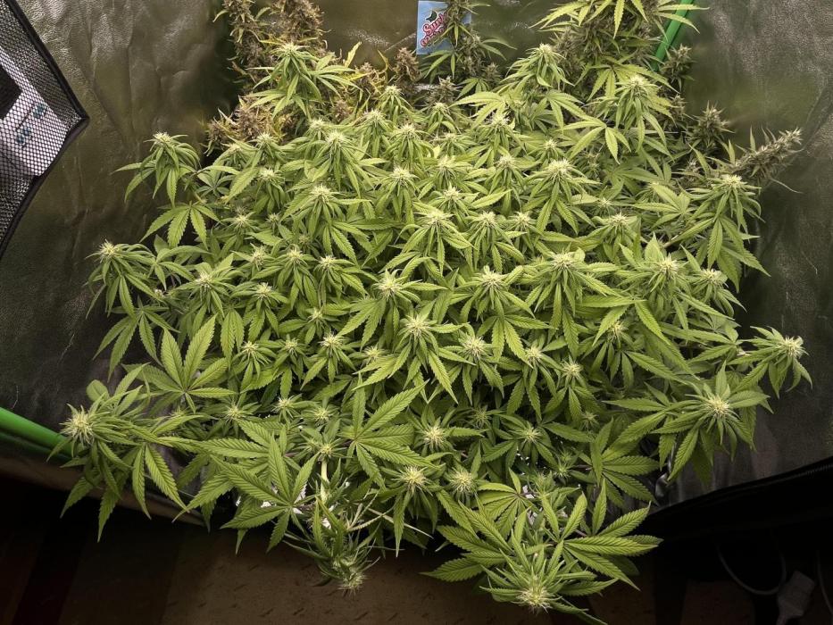 Ak 47 x Hindu Kush F1. Week 10 - Day 75 | Day 18 of Bloom 