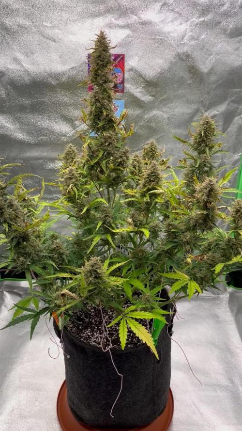 Royal AK A x Tropicana cookies purple A