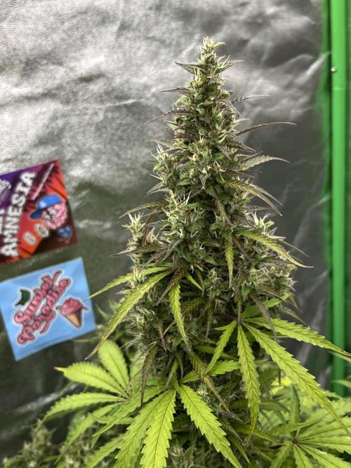Royal AK A x Tropicana cookies purple A. Week 9 - RKA x TCP Auto #1  — Day 68 | Day 49 Bloom 
