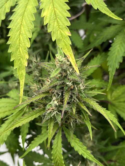 Royal AK A x Tropicana cookies purple A. Week 9 - RKA x TCP Auto #1  — Day 68 | Day 49 Bloom 