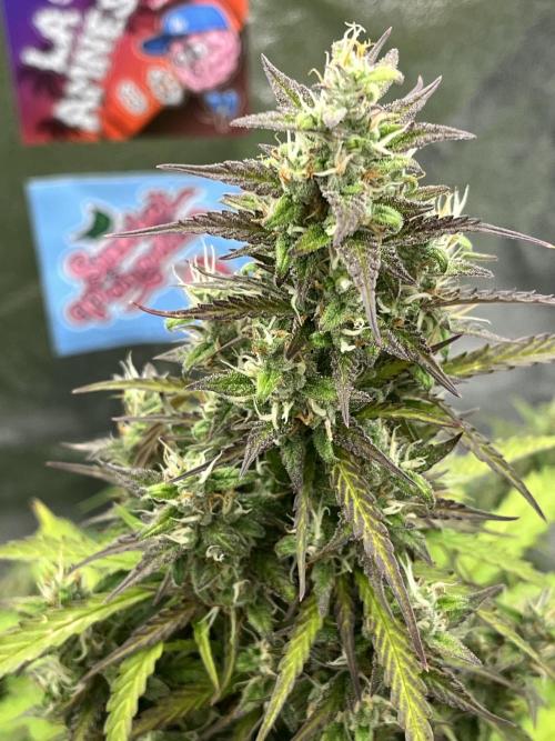 Royal AK A x Tropicana cookies purple A. Week 9 - RKA x TCP Auto #1  — Day 68 | Day 49 Bloom 