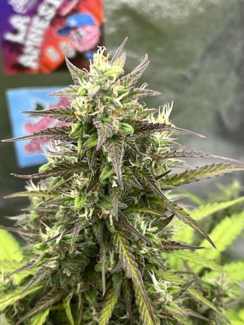 Royal AK A x Tropicana cookies purple A. Week 9 - RKA x TCP Auto #1  — Day 68 | Day 49 Bloom 
