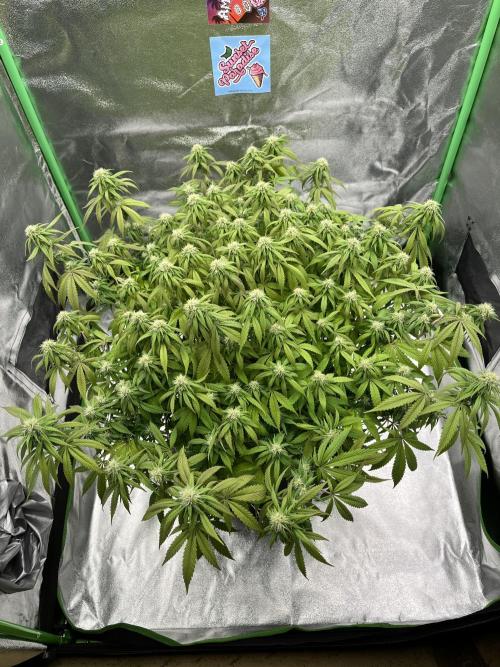 Ak 47 x Hindu Kush F1. Week 11 - AK 47 x HDK — Day 78 | Day 21 Bloom 