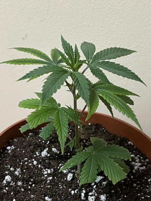 Ak 47 x HDK F1 Clones. Week 2 - AK47 x HDK #1 