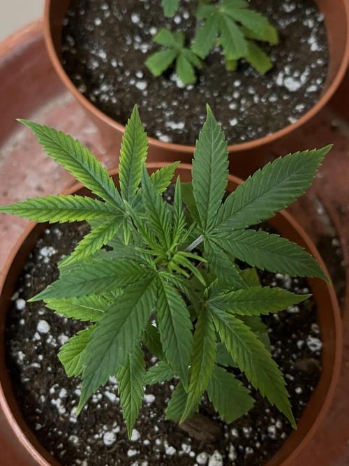 Ak 47 x HDK F1 Clones. Week 2 - AK47 x HDK #1 