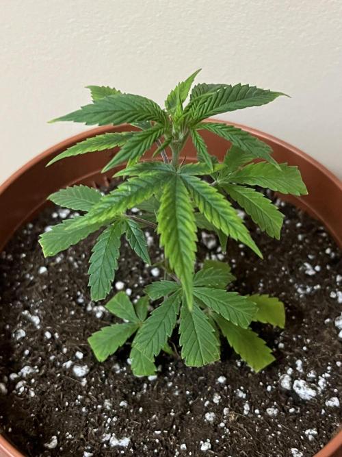 Ak 47 x HDK F1 Clones. Week 2 - AK47 x HDK #2