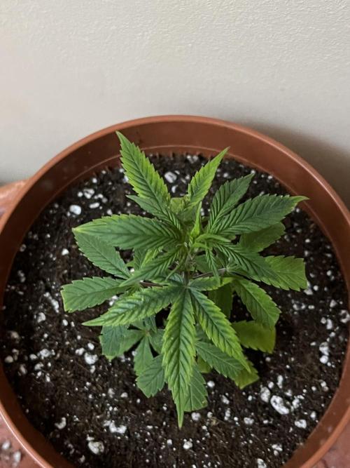 Ak 47 x HDK F1 Clones. Week 2 - AK47 x HDK #2