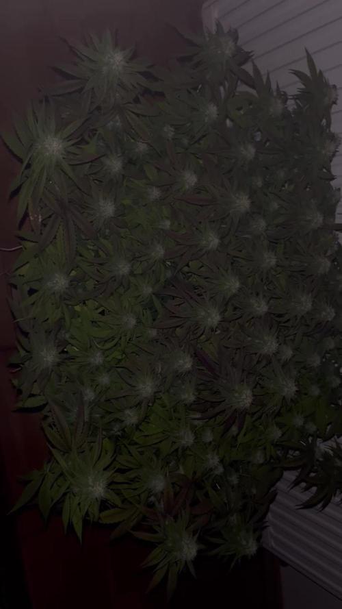 Ak 47 x Hindu Kush F1
