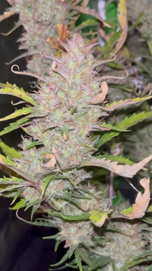 Royal AK A x Tropicana cookies purple A