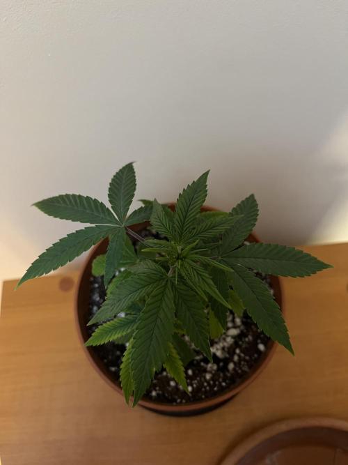 Ak 47 x HDK F1 Clones. Week 3 - Ak47 x HDK #1 - D16