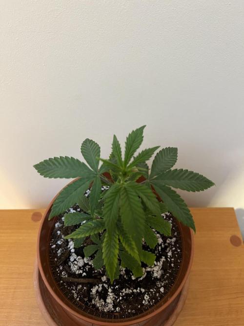 Ak 47 x HDK F1 Clones. Week 3 - Ak47 x HDK #2 