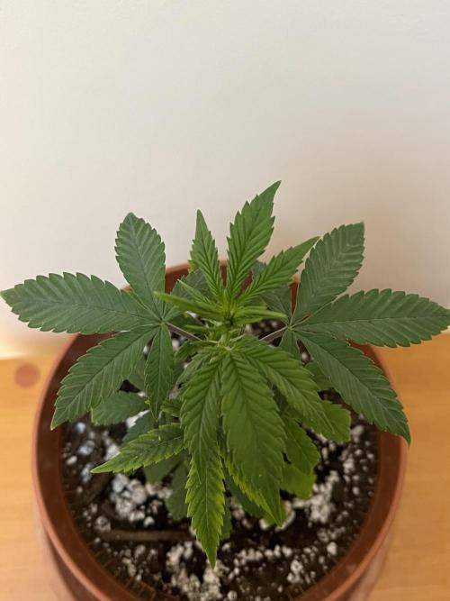 Ak 47 x HDK F1 Clones. Week 3 - Ak47 x HDK #1 
