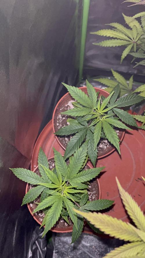 Ak 47 x HDK F1 Clones. Week 3 - Ak47 x HDK #1 & 2 - D18 
