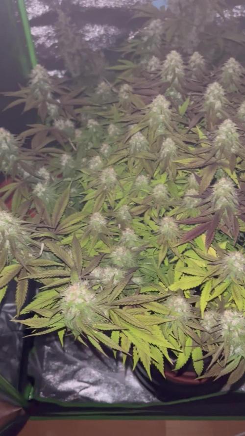 Ak 47 x Hindu Kush F1
