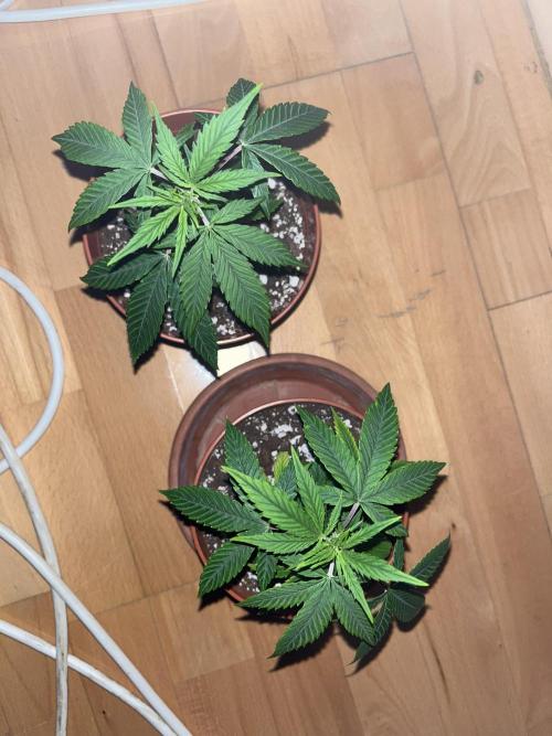 Ak 47 x HDK F1 Clones. Week 3 - Ak47 x HDK 1&2 - Day 20 