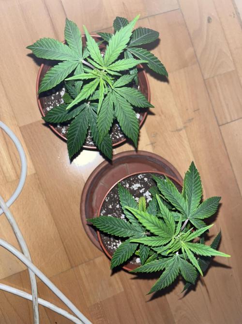 Ak 47 x HDK F1 Clones. Week 3 - Ak47 x HDK 1&2 - Day 20 
