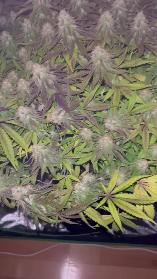 Ak 47 x Hindu Kush F1