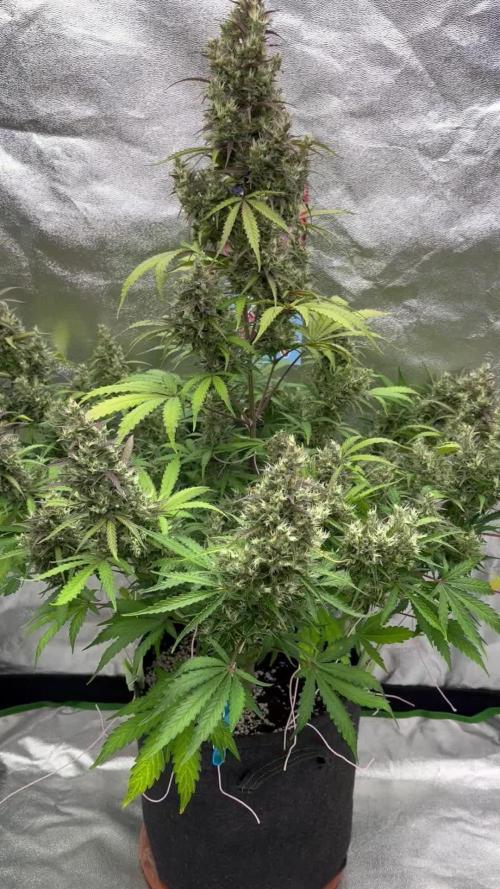 Royal AK A x Tropicana cookies purple A